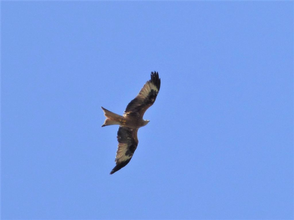 Nibbio reale (Milvus milvus)